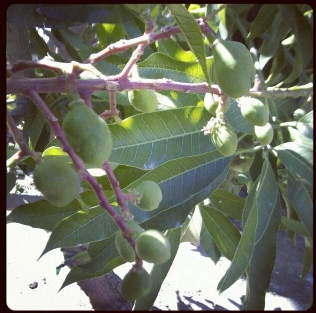 image of green baby mangos on a mango tree in La Quinta, CA