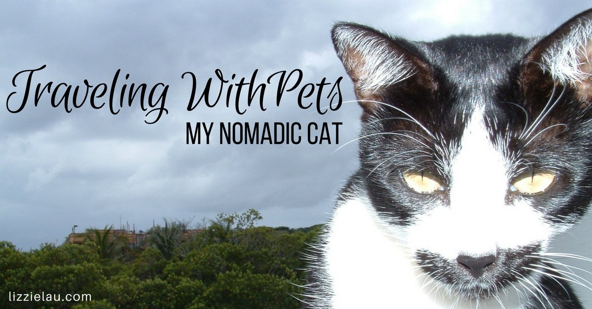 Traveling With Pets - my nomadic cat