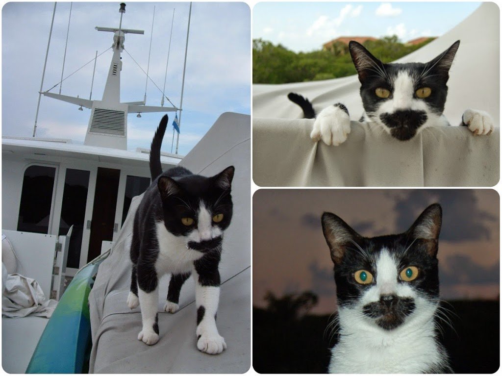 travel cat on the yacht in Roatan
