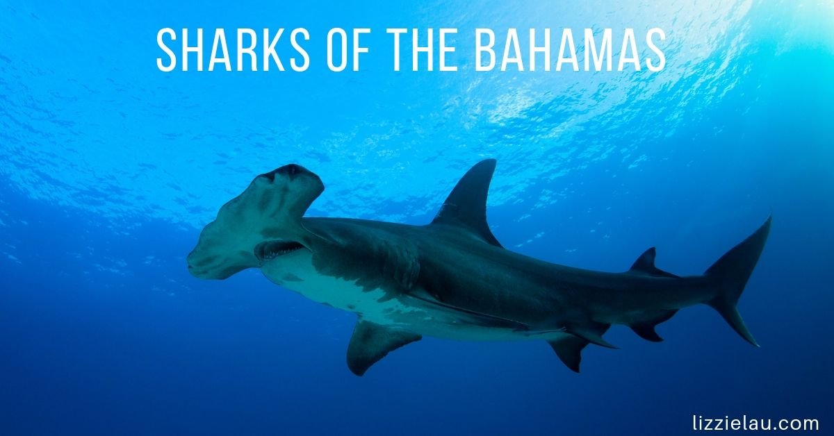 Sharks of The Bahamas - Hammerhead Shark
