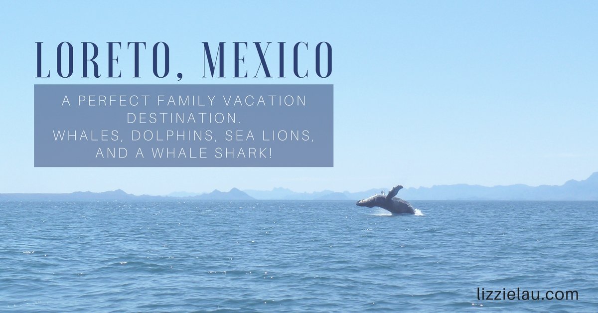 Loreto Mexico A PERFECT FAMILY VACATION DESTINATION Whales Dolphins Sea Lions and a Whale Shark