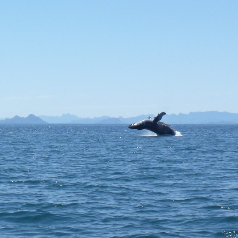 humpback breach loreto mexico