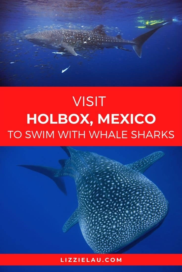 Visit Holbox, Mexico To Swim With Whale Sharks