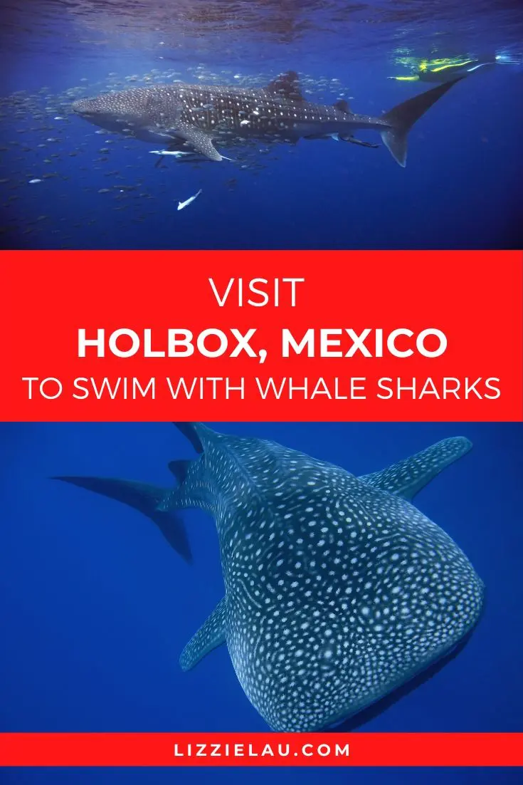 Visit Holbox, Mexico To Swim With Whale Sharks