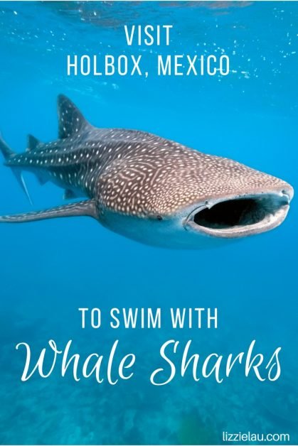 Visit Holbox Mexico to swim with whale sharks