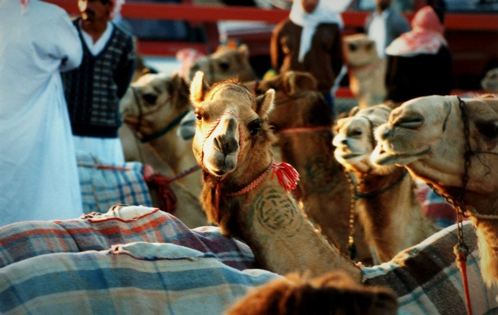 Dubai camel races