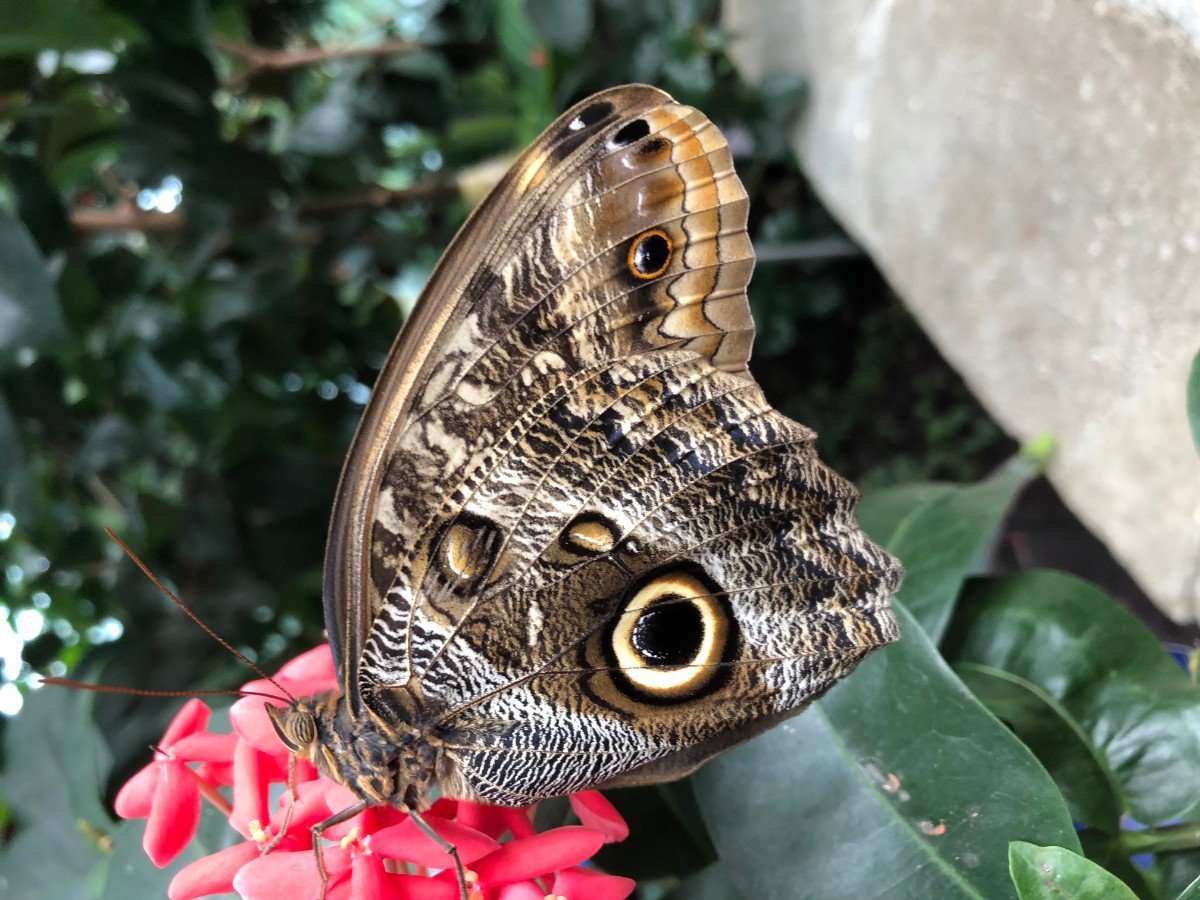 A beautiful butterfly at Seattle's Pacific Science Center