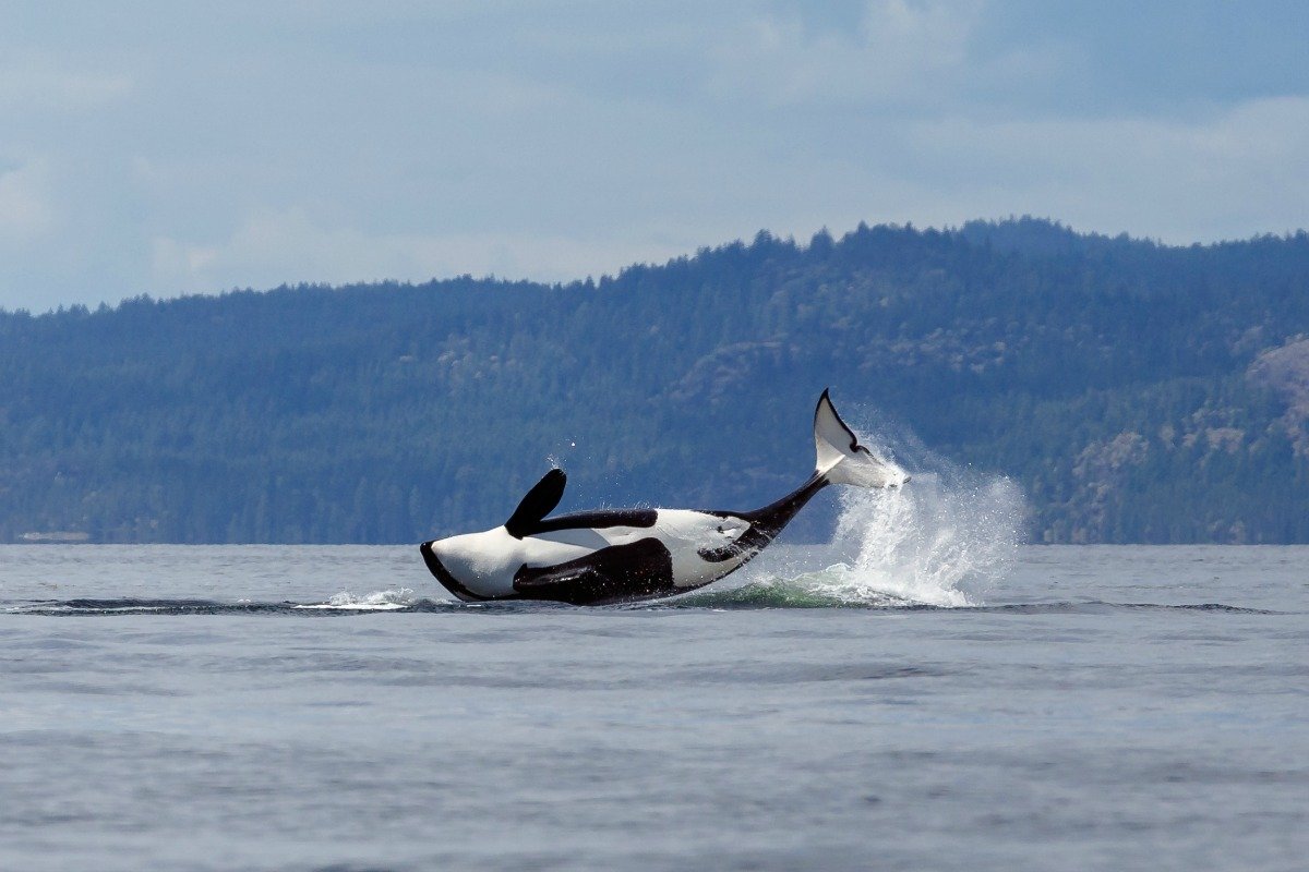 Orca Whale Watching Bellingham With Kids