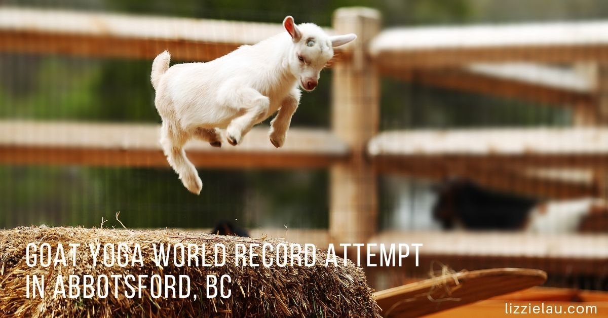 Goat Yoga World Record Attempt in Abbotsford, BC
