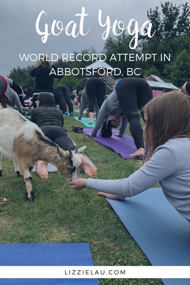 Goat Yoga World Record Attempt in Abbotsford, BC