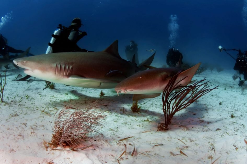 scuba diving with sharks of the bahamas