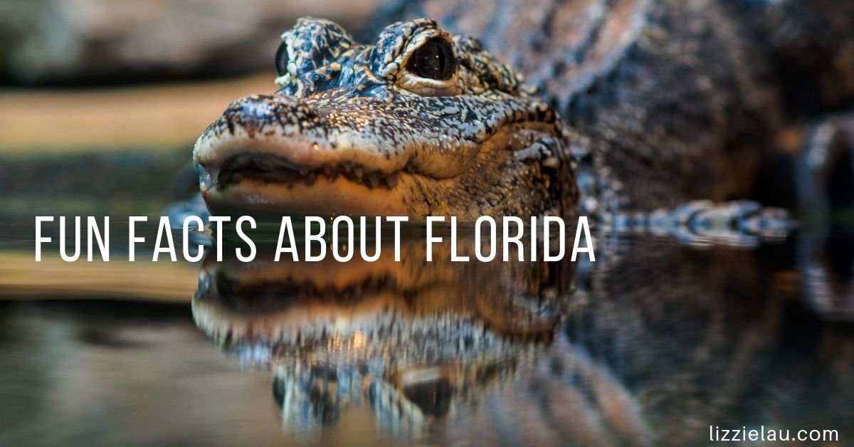 fun facts about florida aligator