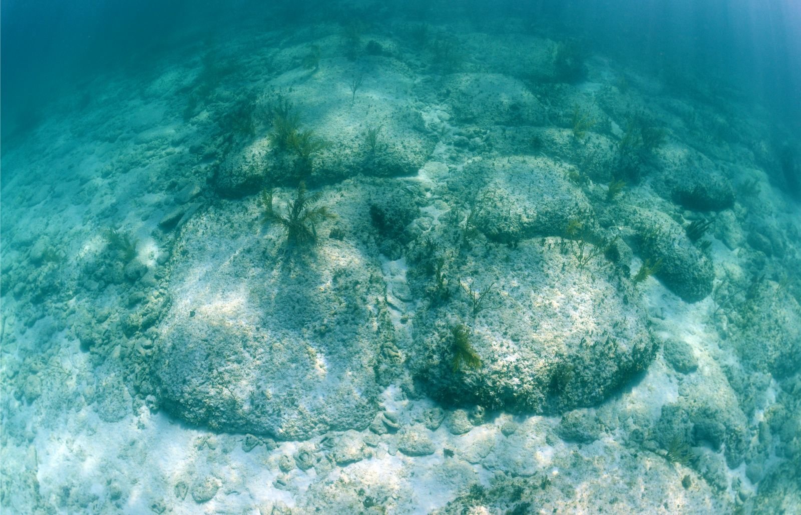 Why You Should Visit Bimini The Bahamas biminibliss why-you-should-visit-bimini-the-bahamas-biminibliss