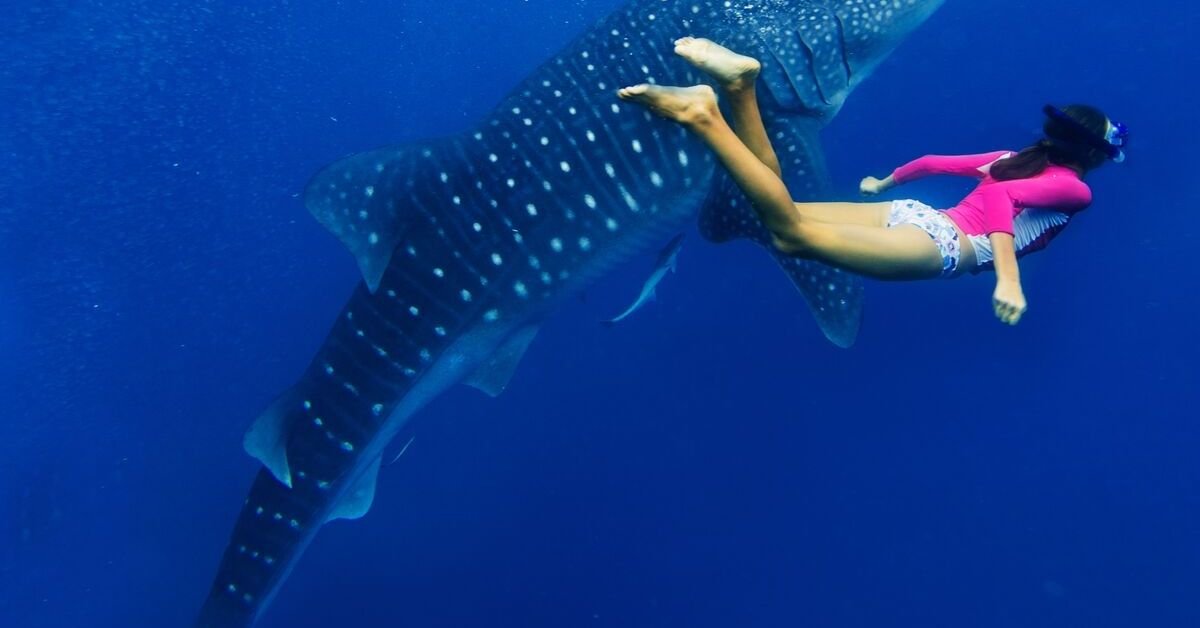 Mexico Family Vacation - Whale Sharks in Holbox
