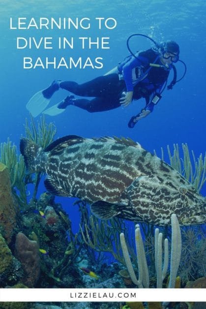 Are you looking for someplace to get SCUBA certified? I recommend learning to dive in the Bahamas because of the gorgeous reefs and excellent conditions. #thebahamas #travel