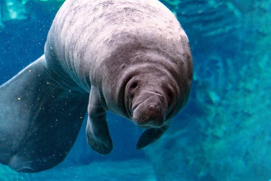 fun facts about Florida - state marine mammal Manatee