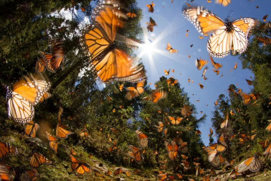 Monarch Butterflies near Valle de Bravo, Mexico