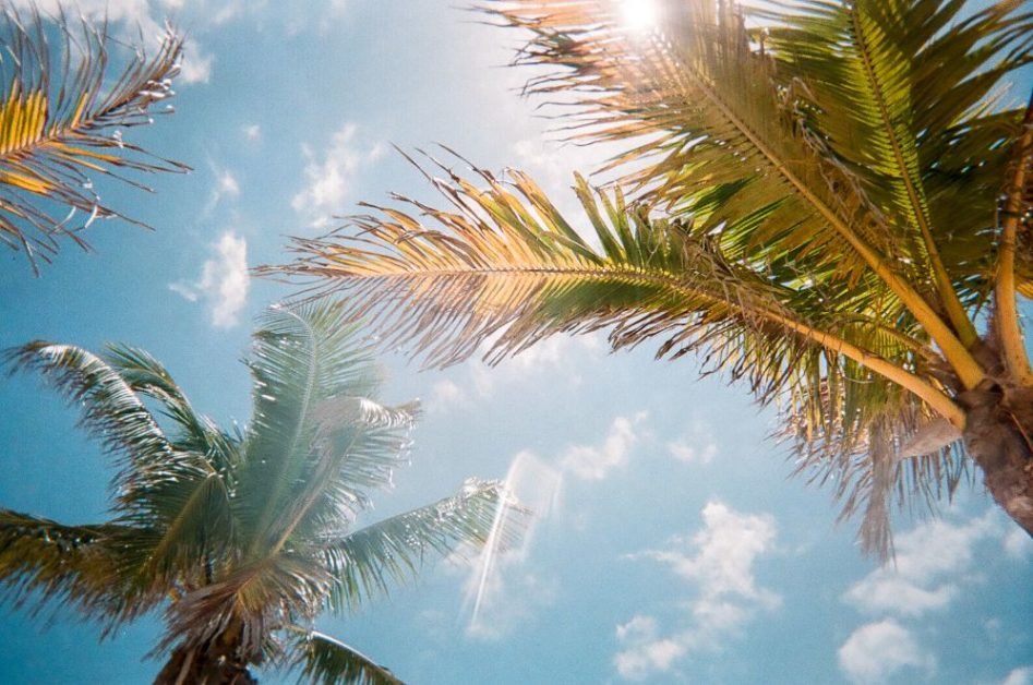 Florida road trip - looking up at palm trees