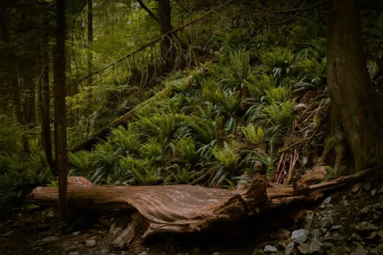 Capilano River is one of the top Vancouver vacation spots