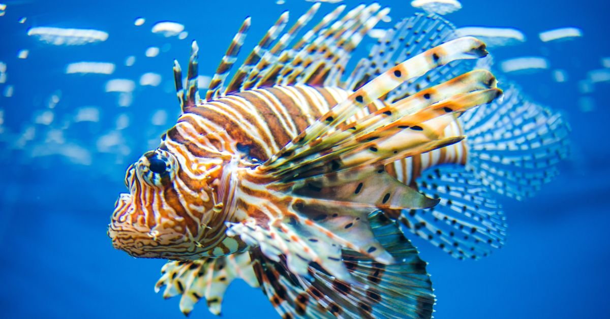 Lionfish are not native to Roatan