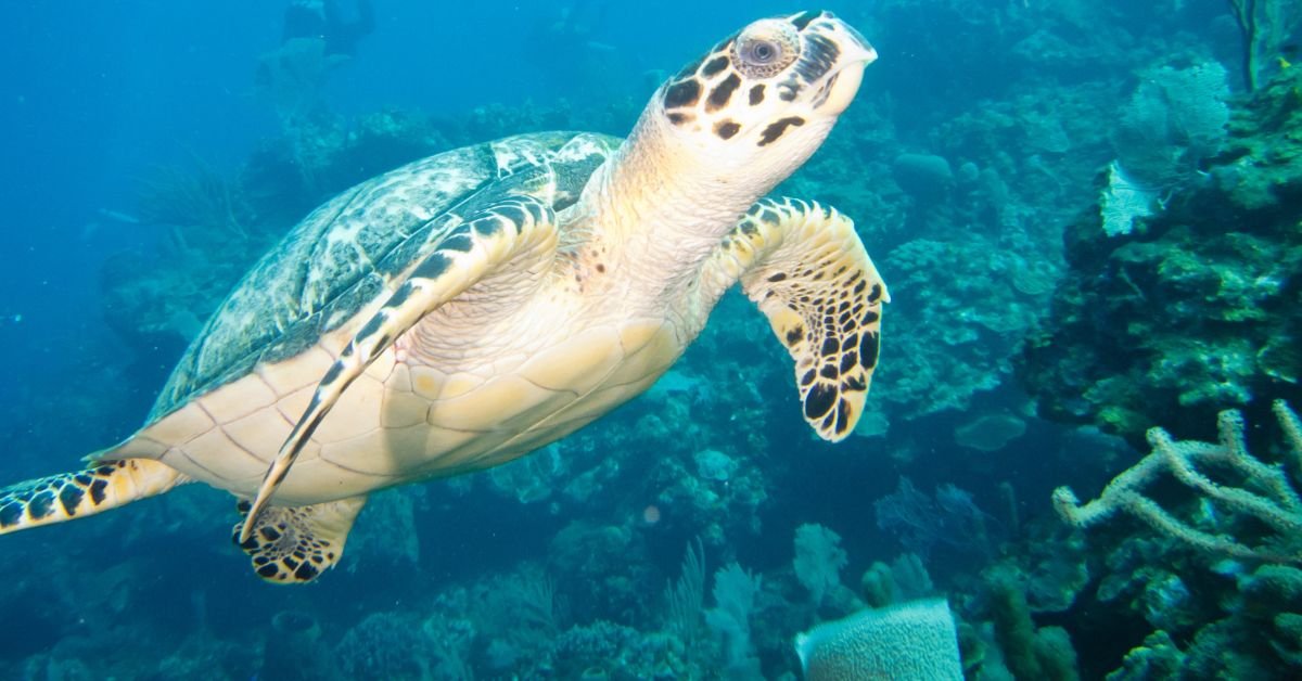 A sea turtle in Roatan