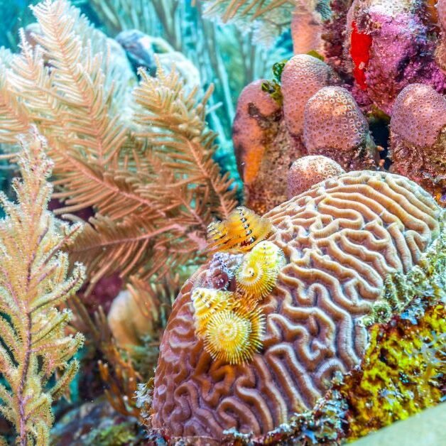 sea-creatures-in-Roatan-2